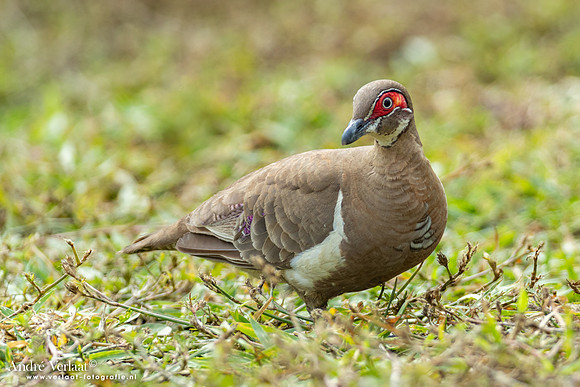 Naaktoogkwartelduif / Partridge Pigeon - Jabiru NT