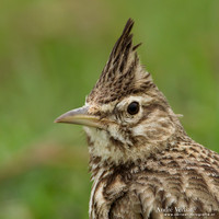 Kuifleeuwerik / Crested Lark