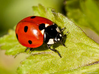 Zevenstippelig Lieveheersbeestje / 7 Spot Ladybird - Wognum
