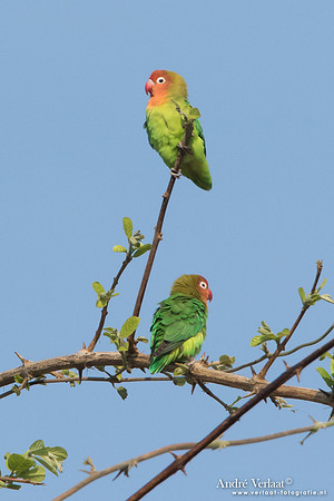Nyasa-agapornis / Lilian's Lovebird - South Luangwa NP