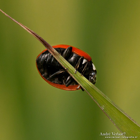Lieveheersbeestje / Ladybird - Wognum