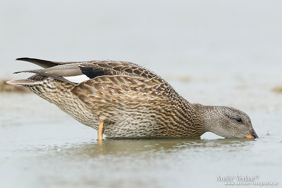 Krakeend / Gadwall - Den Helder