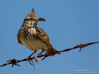 Kuifleeuwerik / Crested Lark - Lesvos
