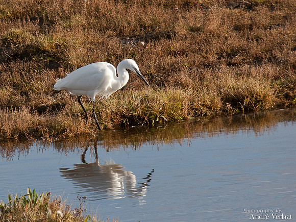 Kleine Zilverreiger / Little Egret - Burghsluis