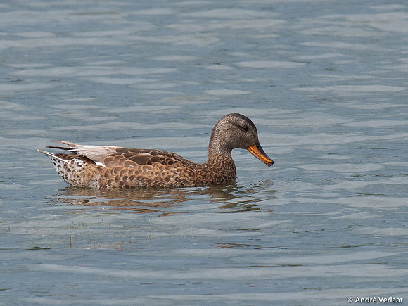 Krakeend / Gadwall - Lepelaarplassen
