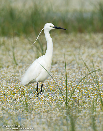 Kleine Zilverreiger / Little Egret - Lesvos