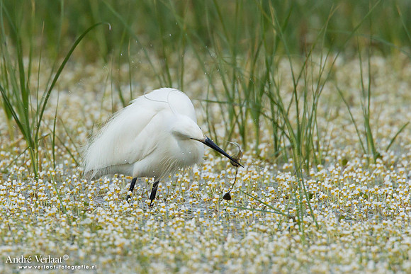 Kleine Zilverreiger / Little Egret - Lesvos