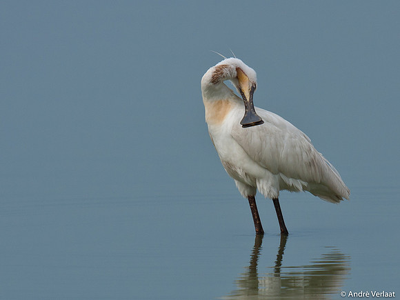 Lepelaar / Spoonbill - Oostvaardersplassen
