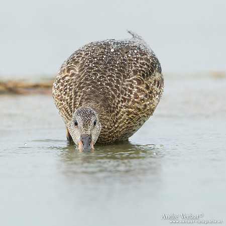 Krakeend / Gadwall - Den Helder