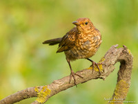 Merel / Blackbird - Tiszagyenda