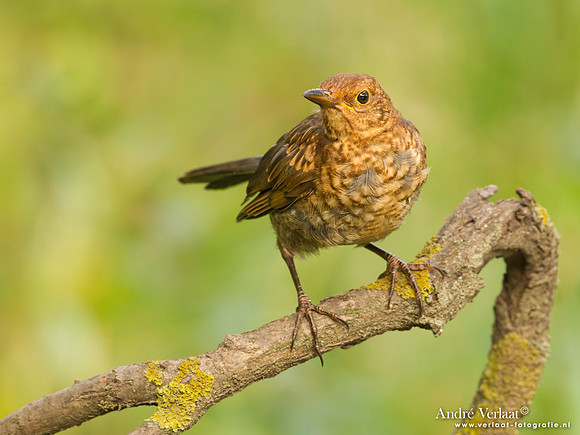 Merel / Blackbird - Tiszagyenda