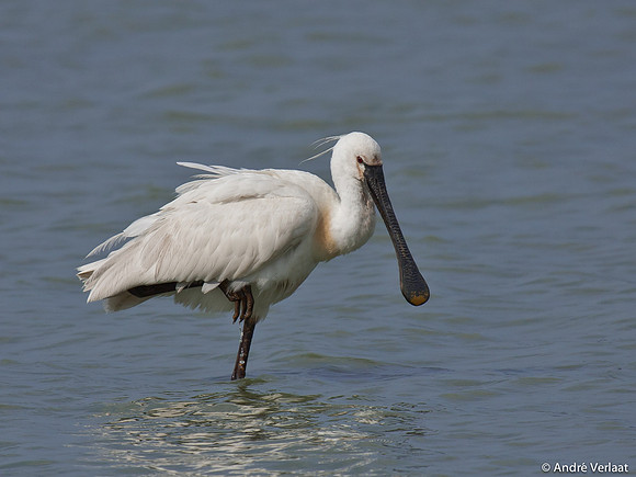Lepelaar / Spoonbill - Oostvaardersplassen