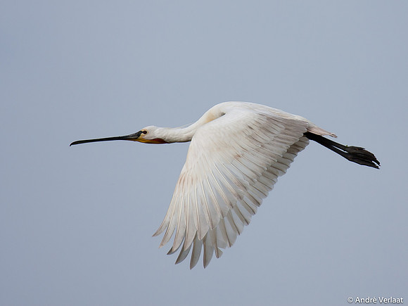 Lepelaar / Spoonbill - Wognum
