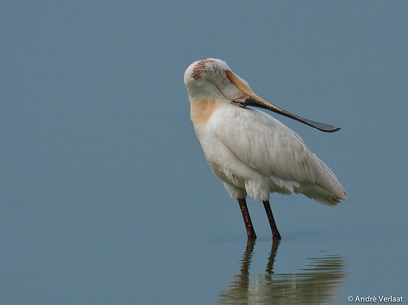 Lepelaar / Spoonbill - Oostvaardersplassen