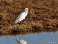 Kleine Zilverreiger / Little Egret - Burghsluis