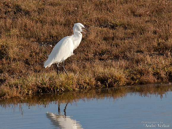 Kleine Zilverreiger / Little Egret - Burghsluis