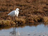 Kleine Zilverreiger / Little Egret - Burghsluis