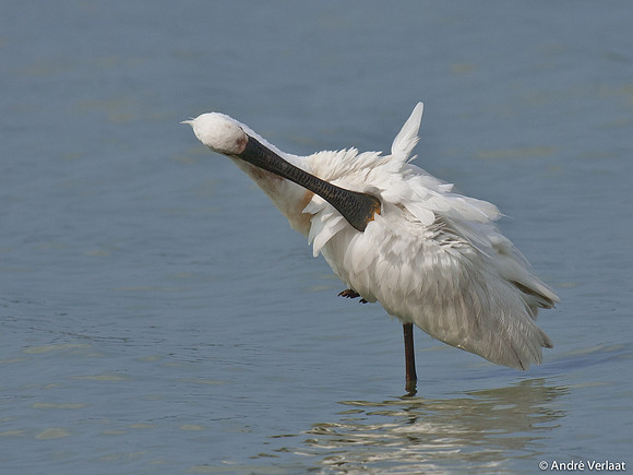 Lepelaar / Spoonbill - Oostvaardersplassen