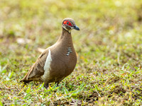 Naaktoogkwartelduif / Partridge Pigeon