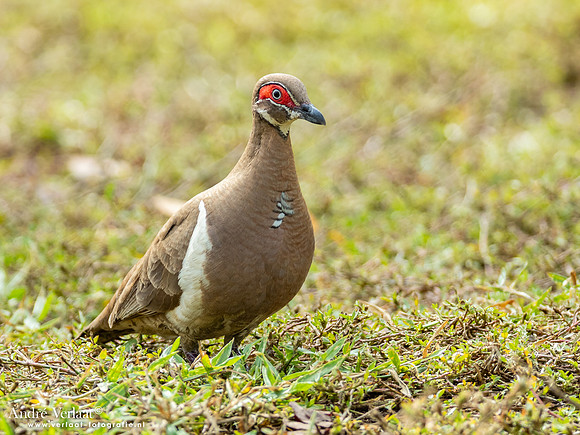 Naaktoogkwartelduif / Partridge Pigeon - Jabiru NT