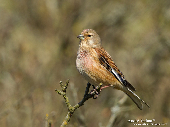 Kneu / Linnet - Den Helder
