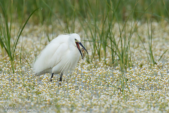 Kleine Zilverreiger / Little Egret - Lesvos