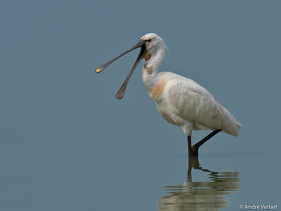 Lepelaar / Spoonbill - Oostvaardersplassen