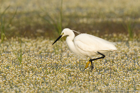 Kleine Zilverreiger / Little Egret - Lesvos