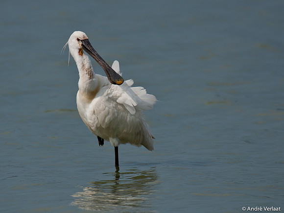 Lepelaar / Spoonbill - Oostvaardersplassen