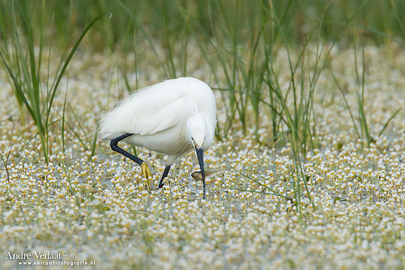 Kleine Zilverreiger / Little Egret - Lesvos