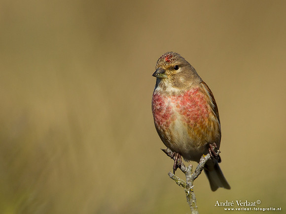 Kneu / Linnet - Hargen aan Zee