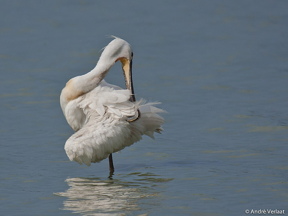 Lepelaar / Spoonbill - Oostvaardersplassen