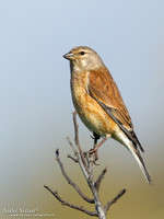 Kneu / Linnet - Hargen aan Zee