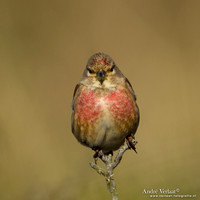 Kneu / Linnet - Hargen aan Zee
