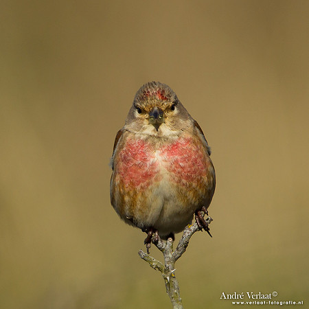Kneu / Linnet - Hargen aan Zee