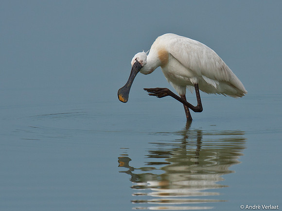 Lepelaar / Spoonbill - Oostvaardersplassen