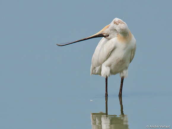 Lepelaar / Spoonbill - Oostvaardersplassen