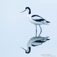 Kluut / Pied Avocet