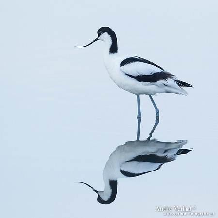 Kluut / Pied Avocet - Lesvos