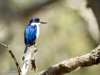 Macleays IJsvogel / Forest Kingfisher - Yellow Waters NT