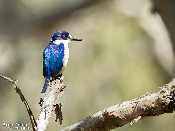Macleays IJsvogel / Forest Kingfisher - Yellow Waters NT