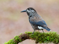 Notenkraker / Spotted Nutcracker - Wageningen