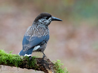 Notenkraker / Spotted Nutcracker - Wageningen