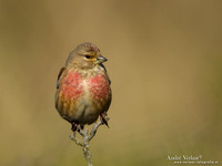 Kneu / Linnet - Hargen aan Zee