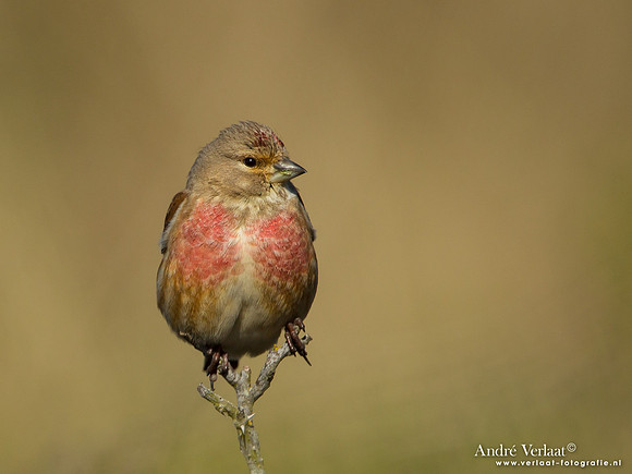 Kneu / Linnet - Hargen aan Zee