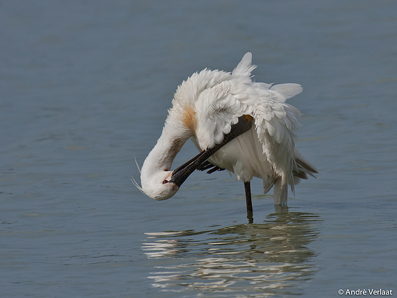 Lepelaar / Spoonbill - Oostvaardersplassen