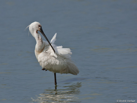 Lepelaar / Spoonbill - Oostvaardersplassen