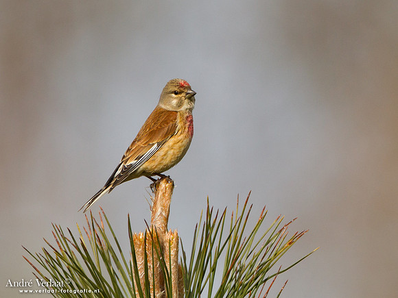 Kneu / Linnet - Wieringermeer