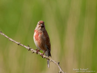 Kneu / Linnet - Lepelaarplassen