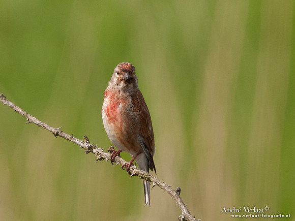 Kneu / Linnet - Lepelaarplassen